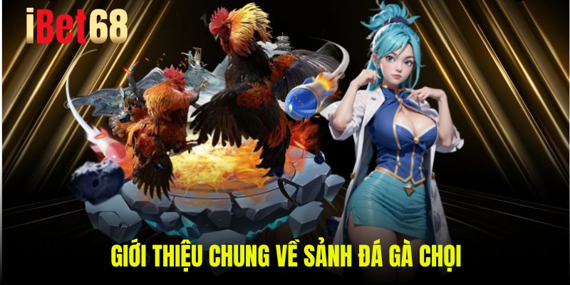 Giới thiệu chung về sảnh đá gà chọi