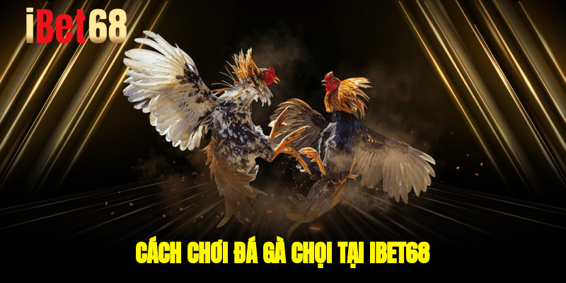 Cách chơi đá gà chọi tại Ibet68