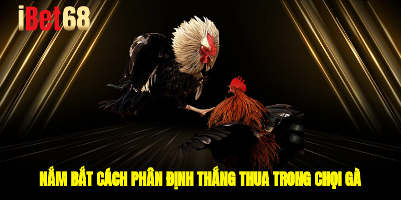 Nắm bắt cách phân định thắng thua trong chọi gà