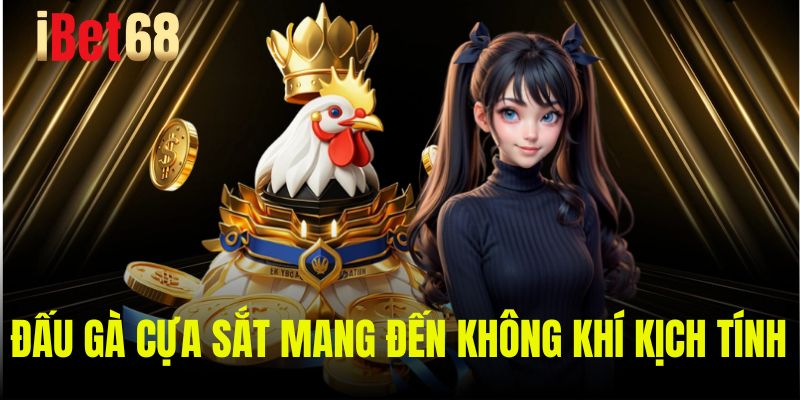 Đấu gà cựa sắt mang đến không khí kịch tính