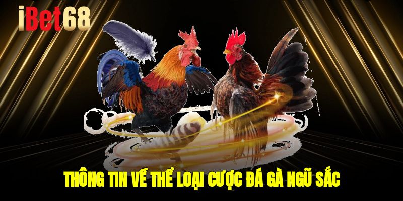 Thông tin về thể loại cược đá gà ngũ sắc